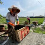 田野龜蹤之芫荽千歲採收團