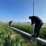 麥田設置防鳥施作現場